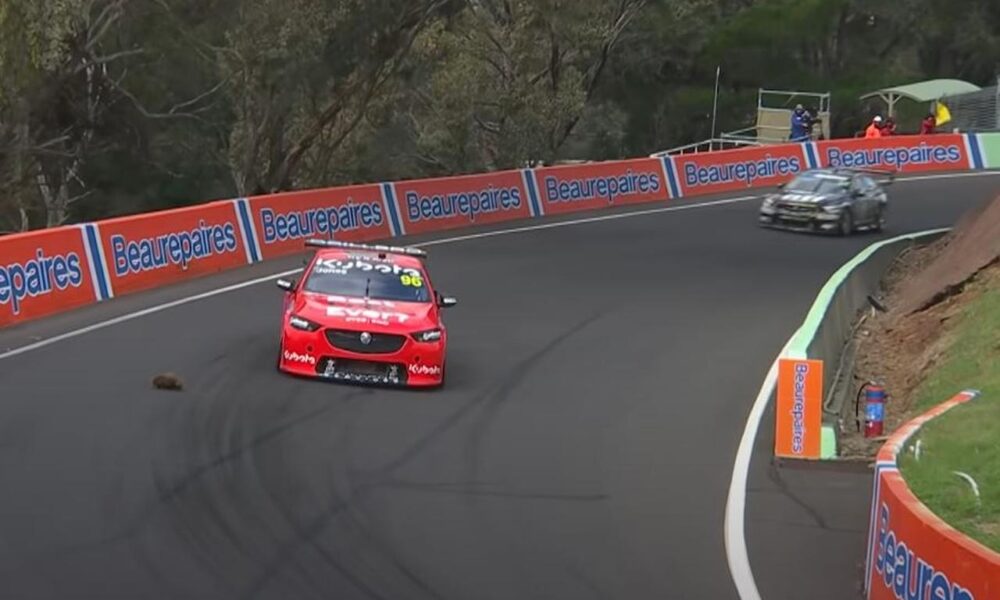 Bathurst 1000 Supercar race halted due to an Echidna